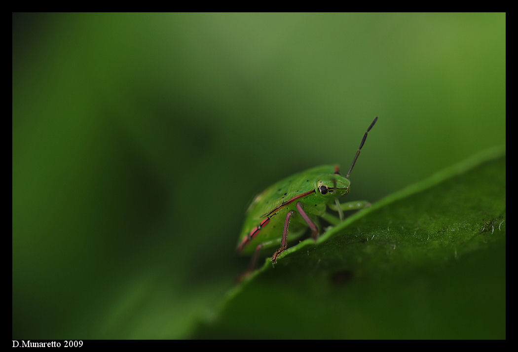 Cimicetta...nel sottobosco!